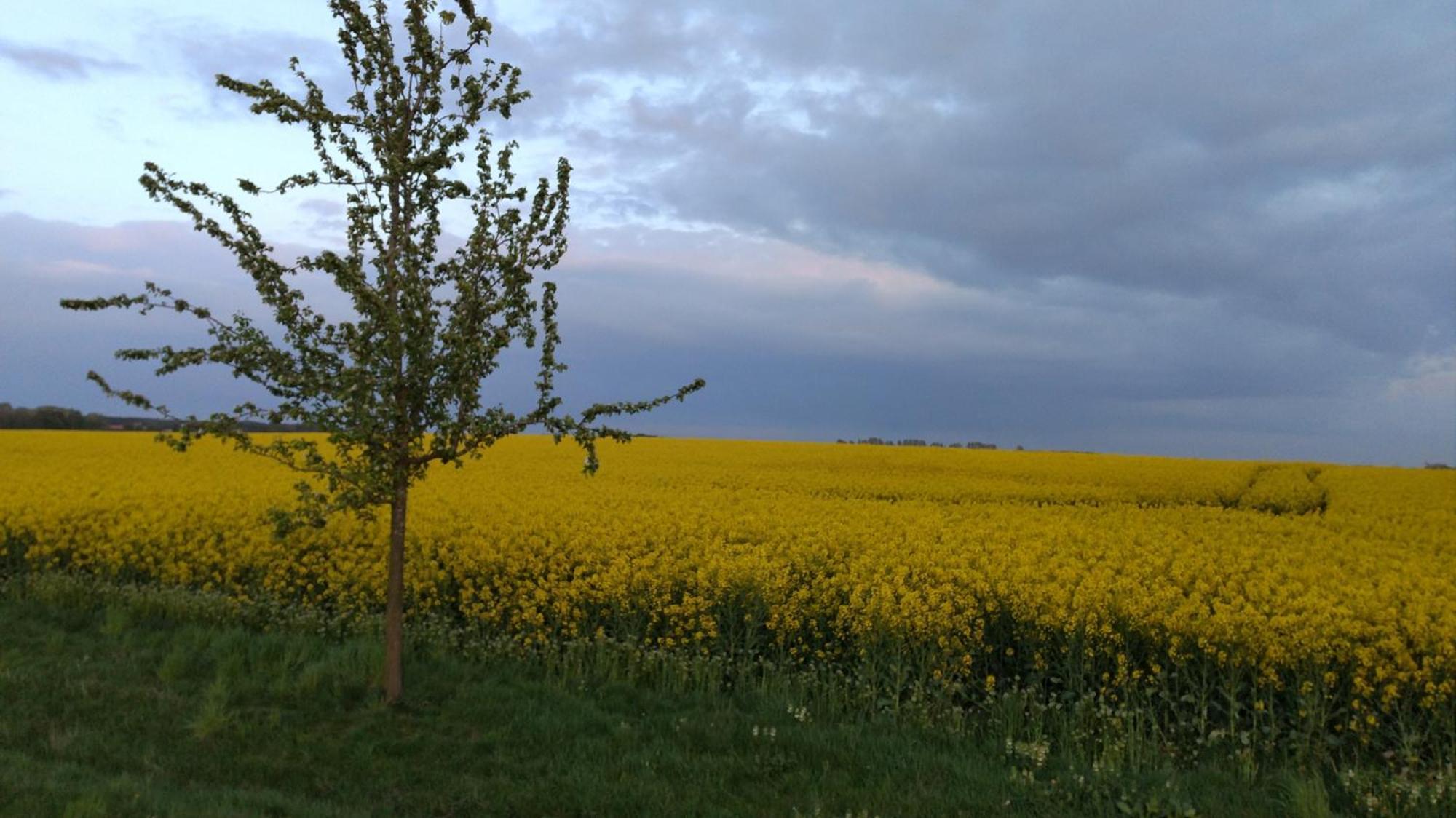 Ostseesonne Wiek auf Rügen Esterno foto